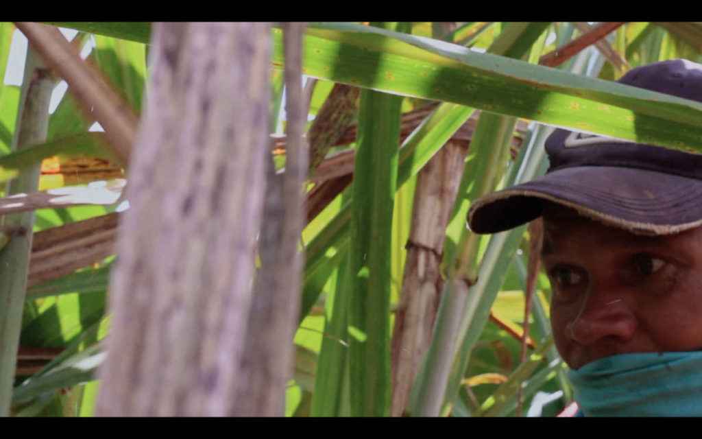 Man working between sugar cane plants.